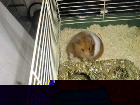 Hamster