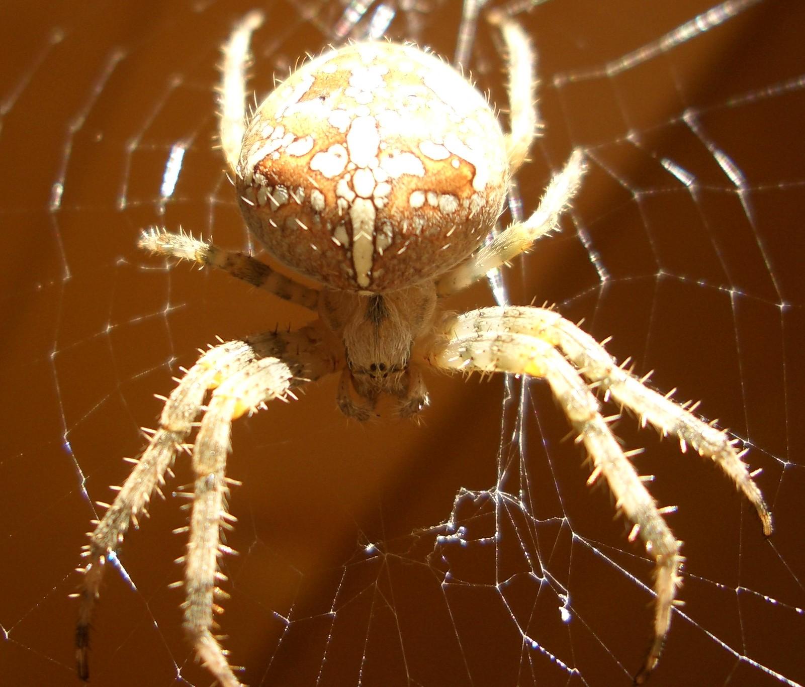 Kreuzspinne